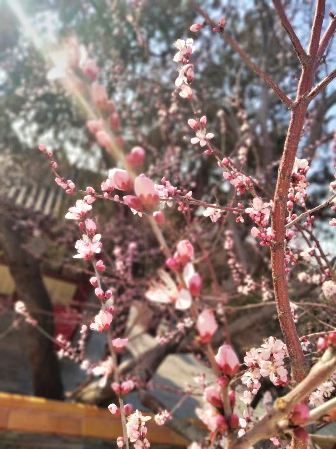 山寺桃花始盛开