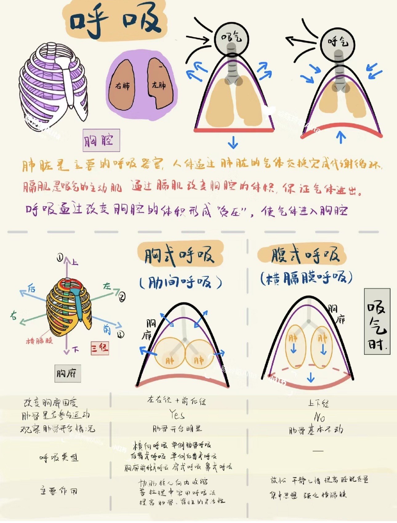腹式呼吸和胸式呼吸的区别