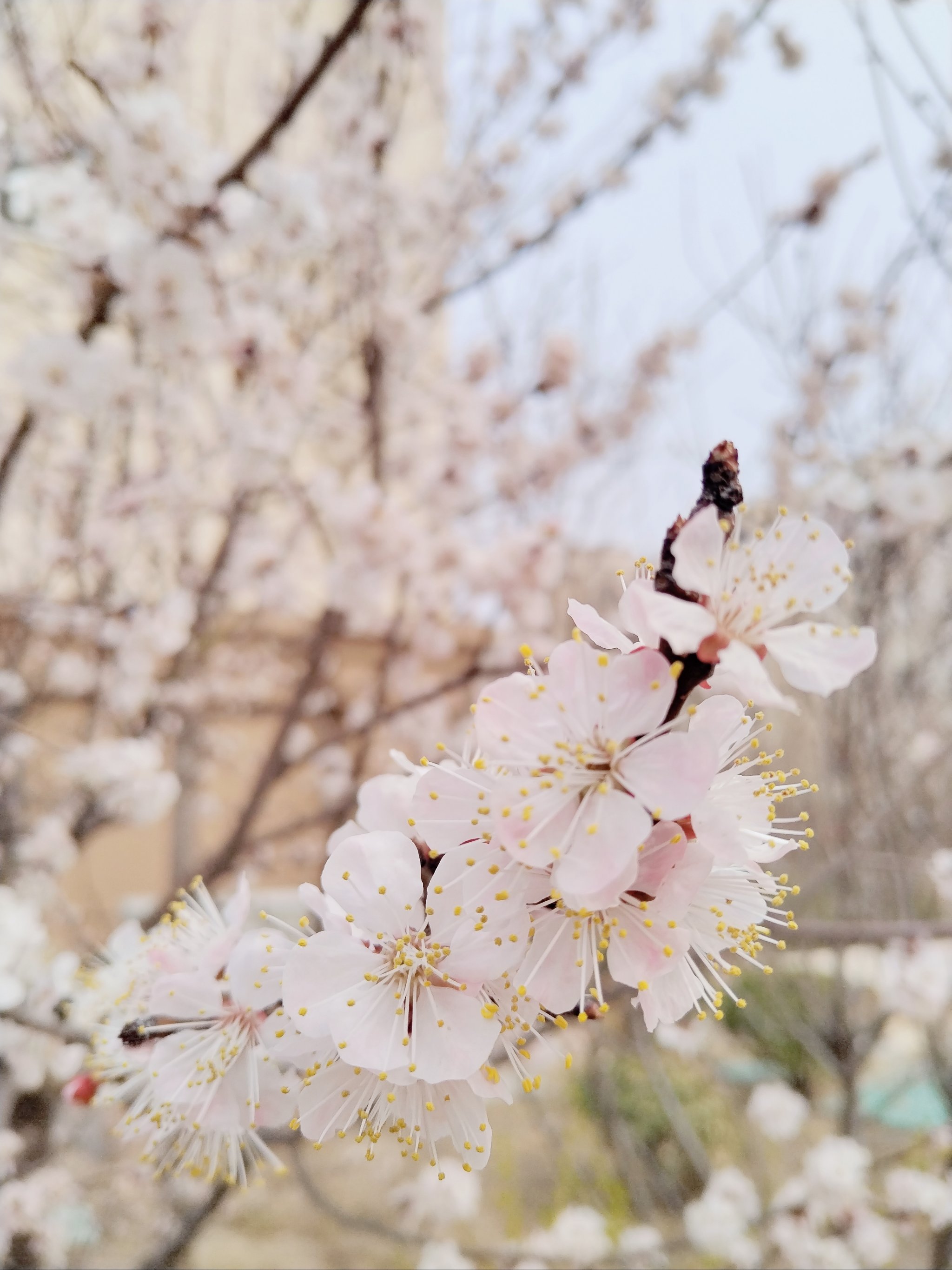 各花🌺尽开颜 赏花文案这么写