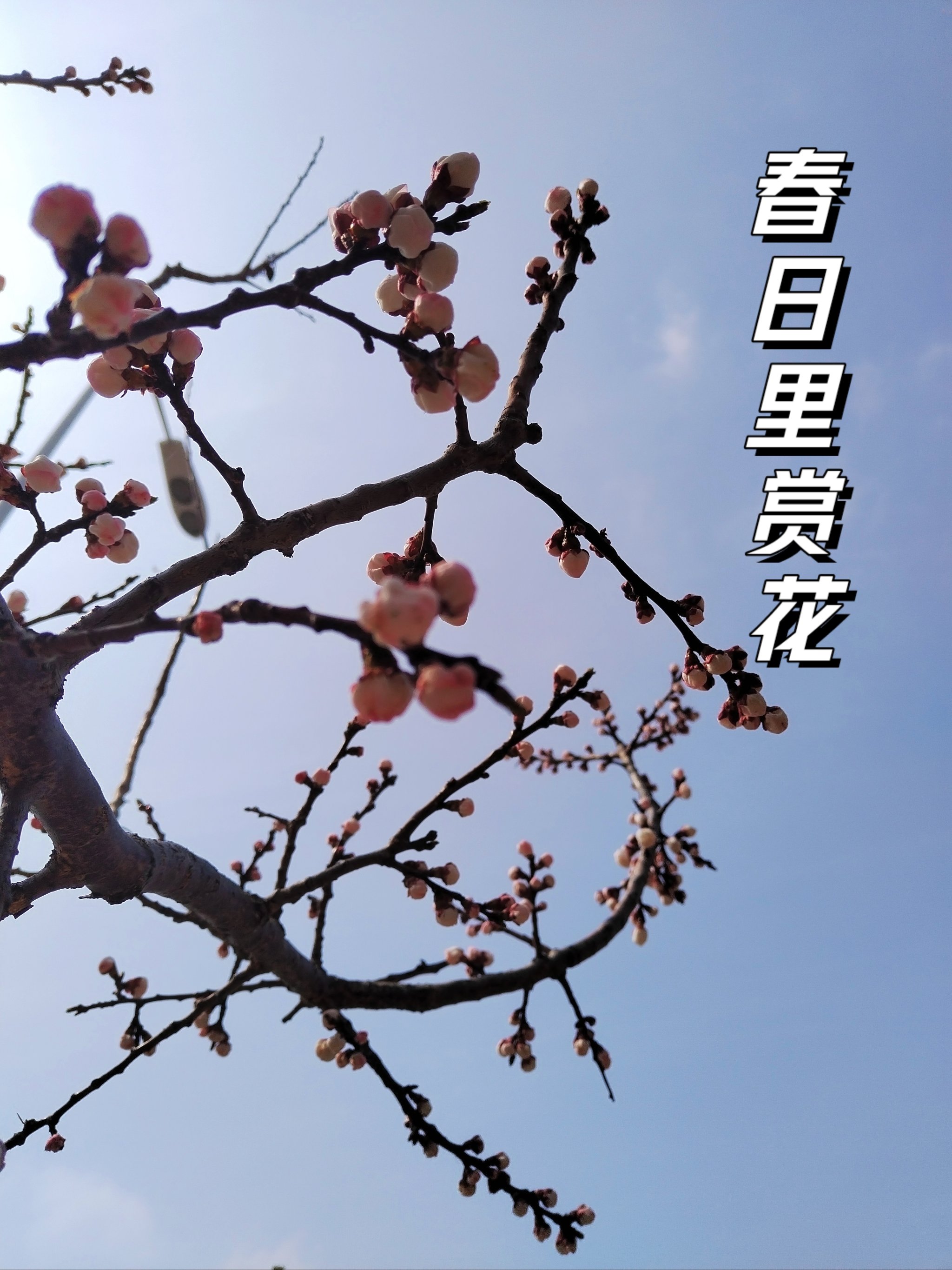 各花🌺尽开颜 赏花文案这么写