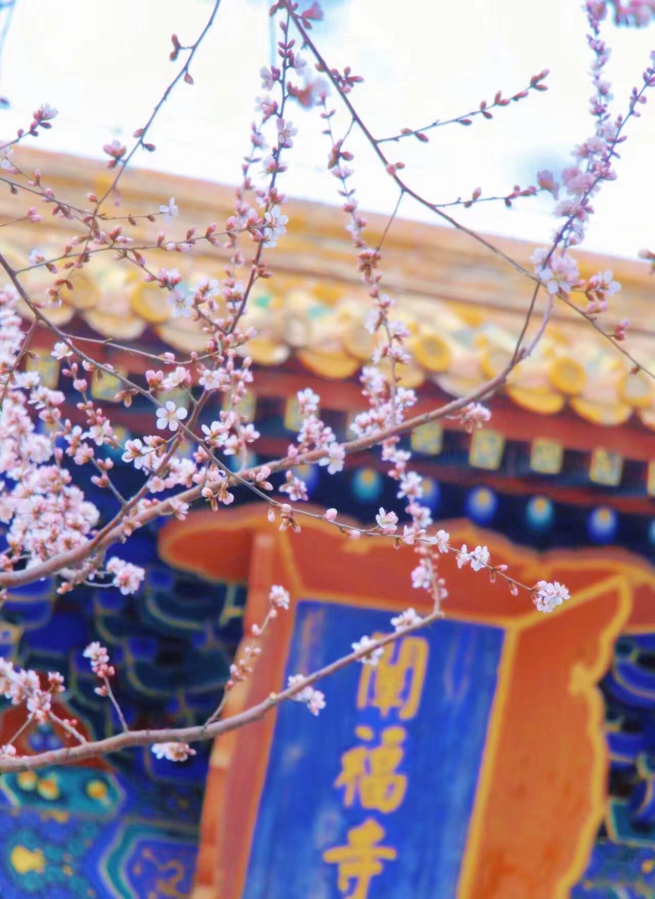 山寺桃花始盛开