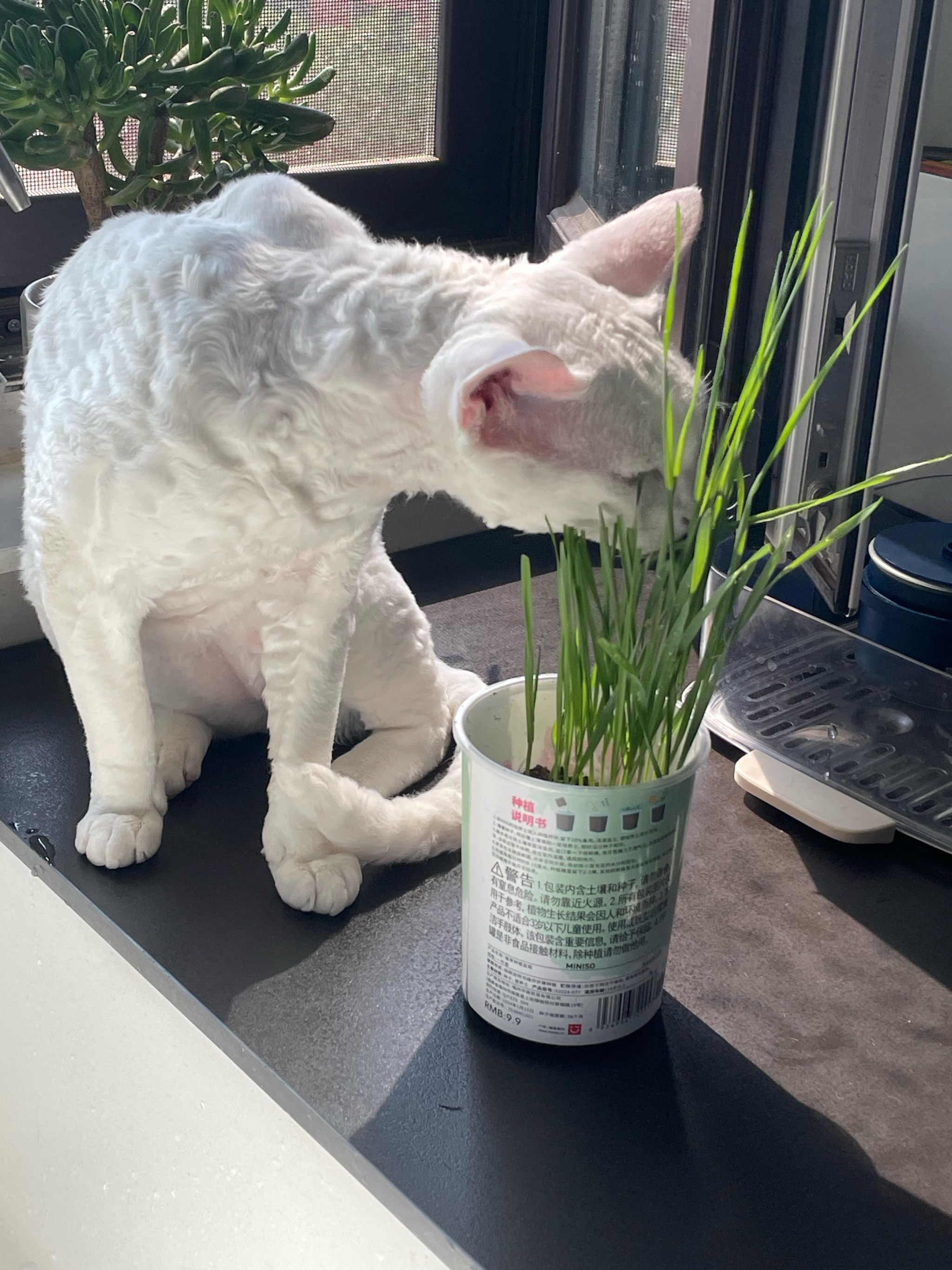 关于猫草