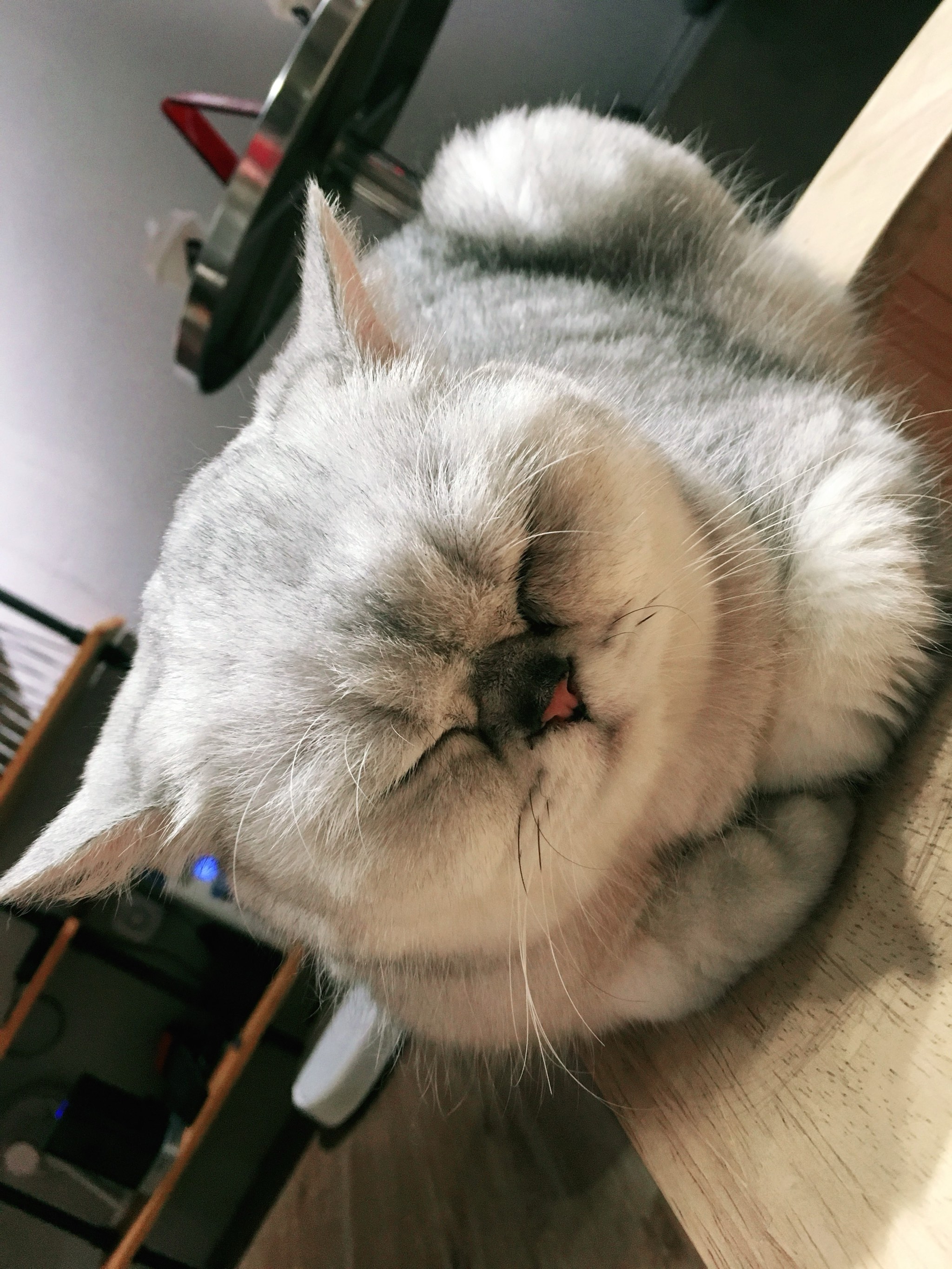 我🐈先眯会，再陪你玩❗️❗️