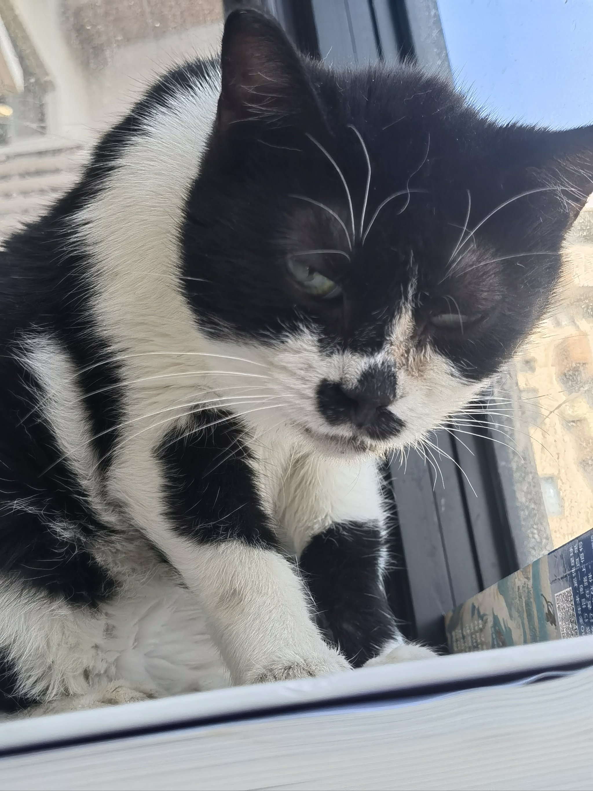 猫大哥，你这花纹不知道的以为是俩大鼻孔呢