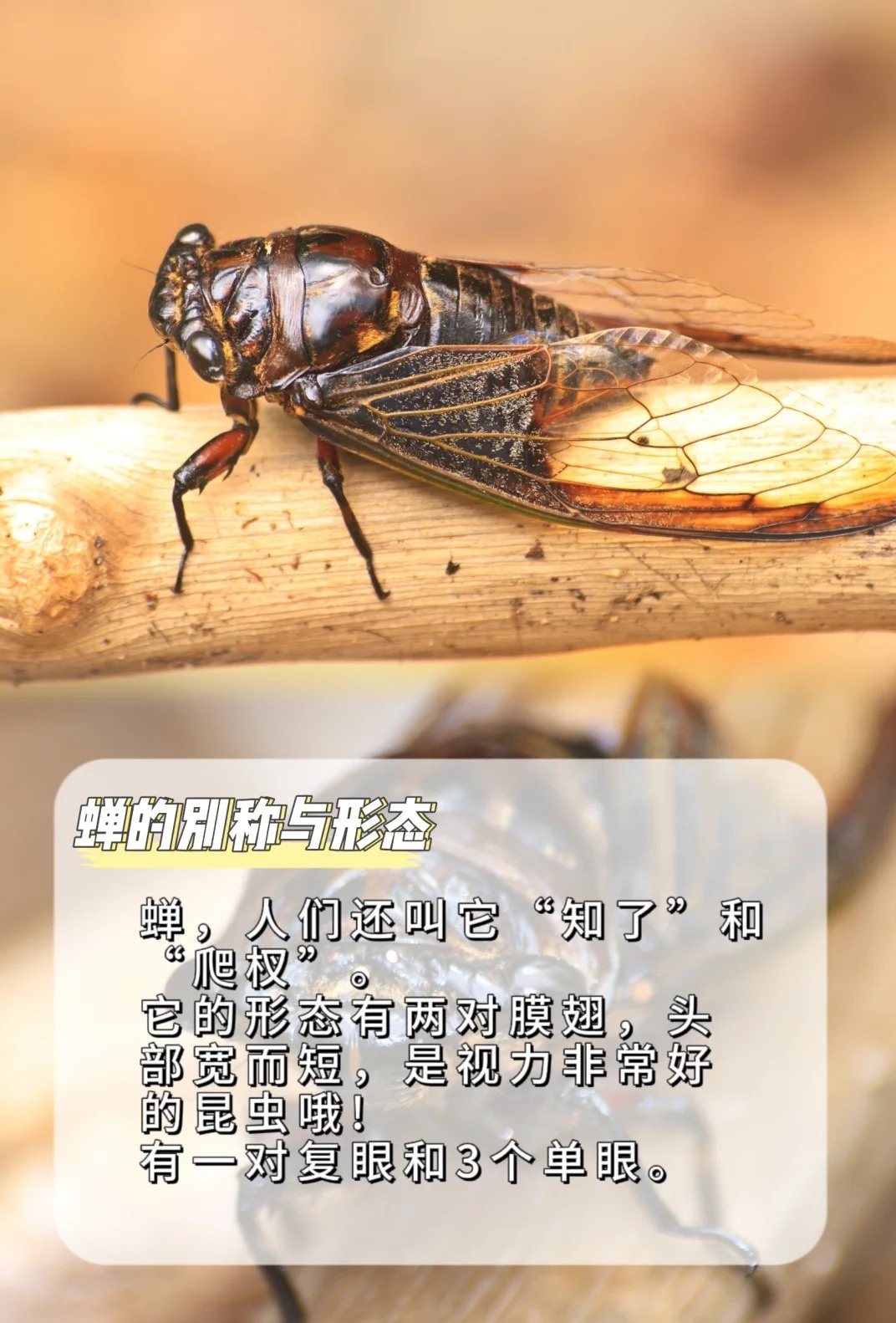 《昆虫记》中蝉的别名