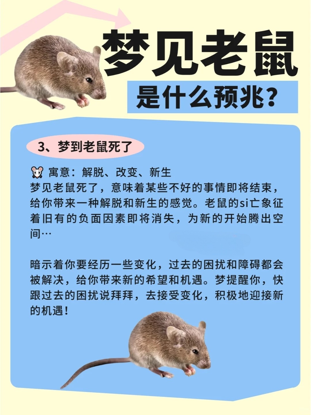 梦境解析，昨天晚上梦见床上都是老鼠并且都打死了