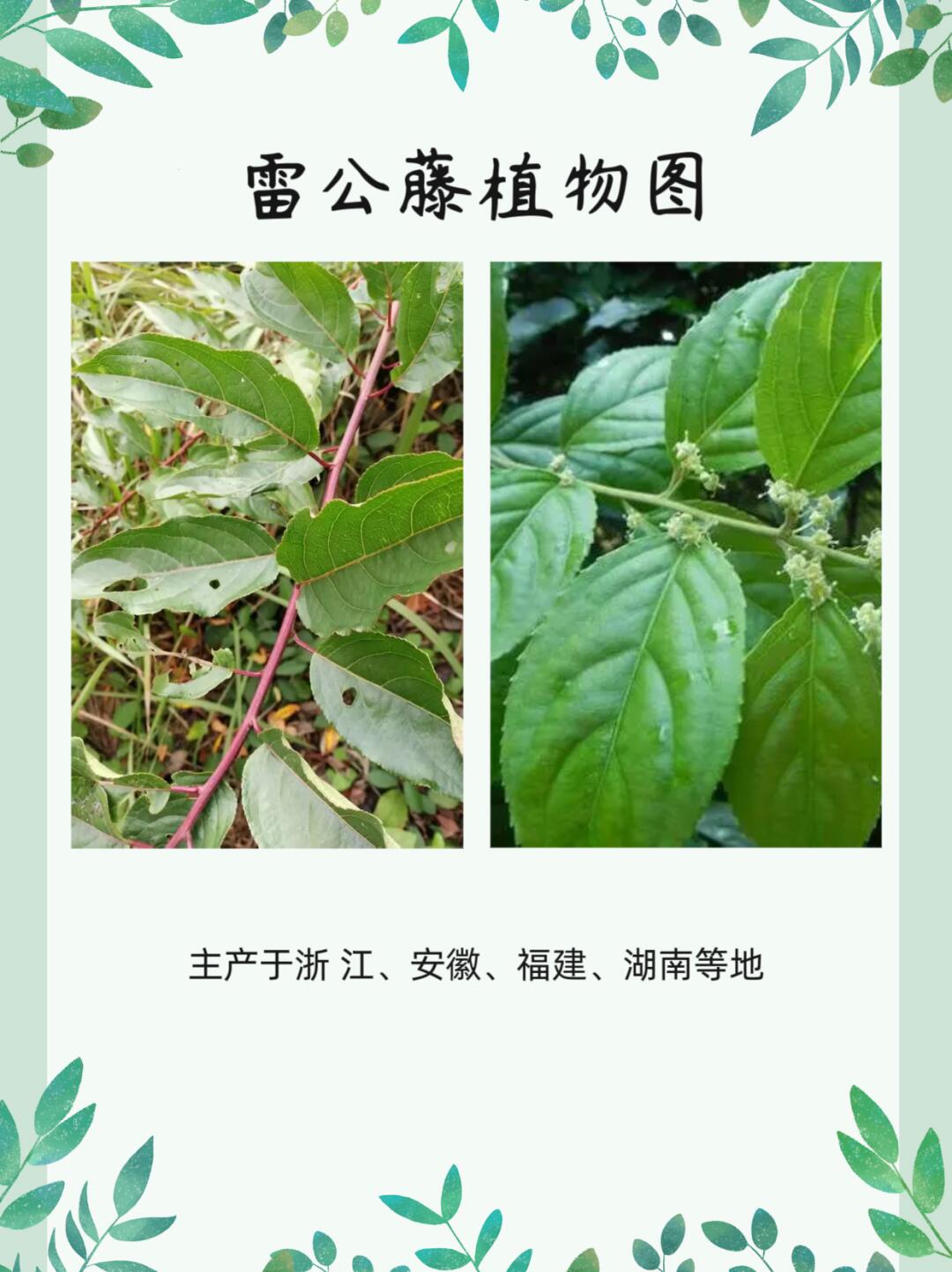 雷公藤：功效与毒性并存的中药
