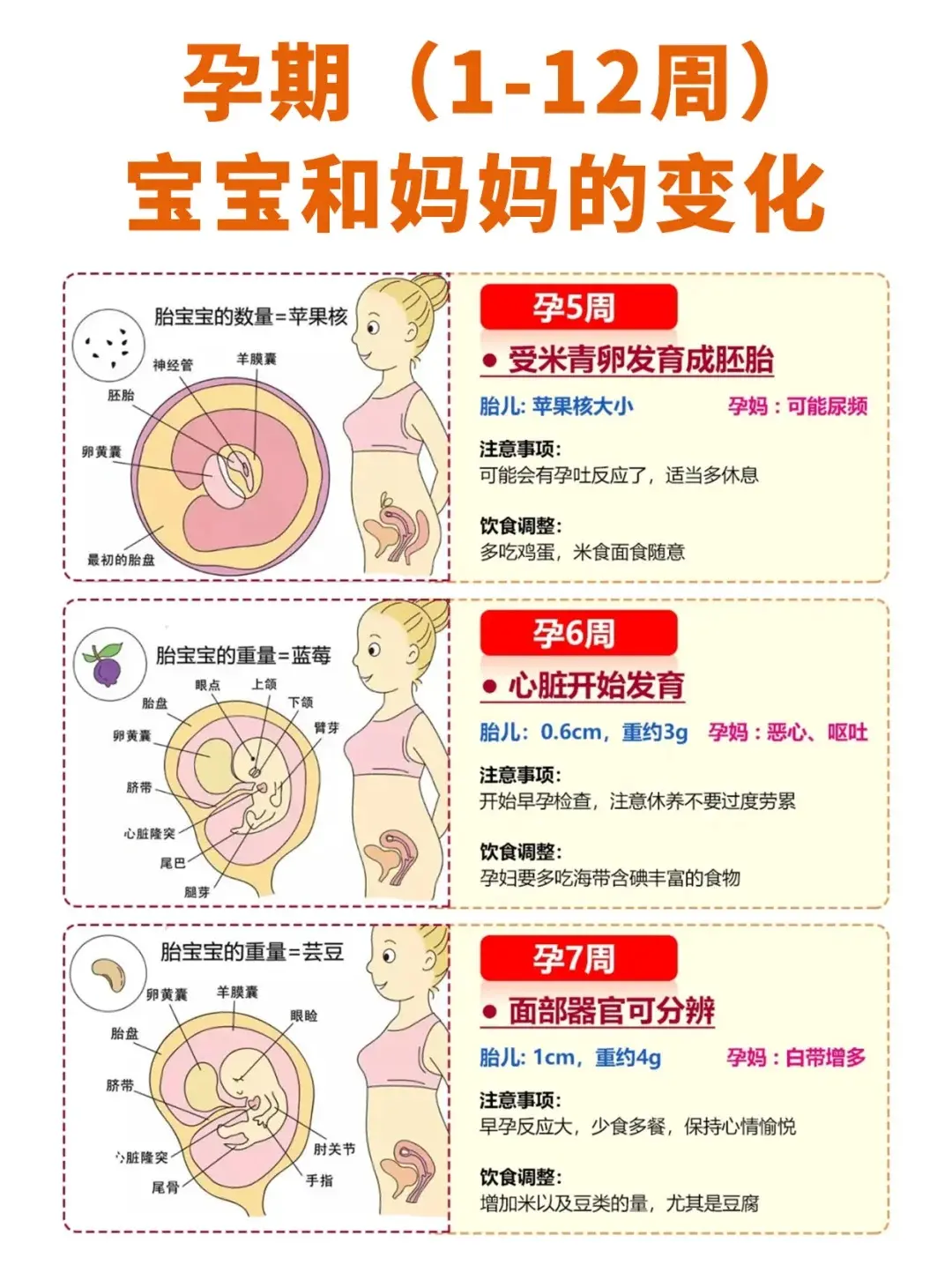 孕早期妈妈和胎儿有哪些变化？。 ﻿﻿﻿﻿ ﻿﻿﻿﻿﻿ ﻿﻿﻿﻿﻿ ﻿﻿