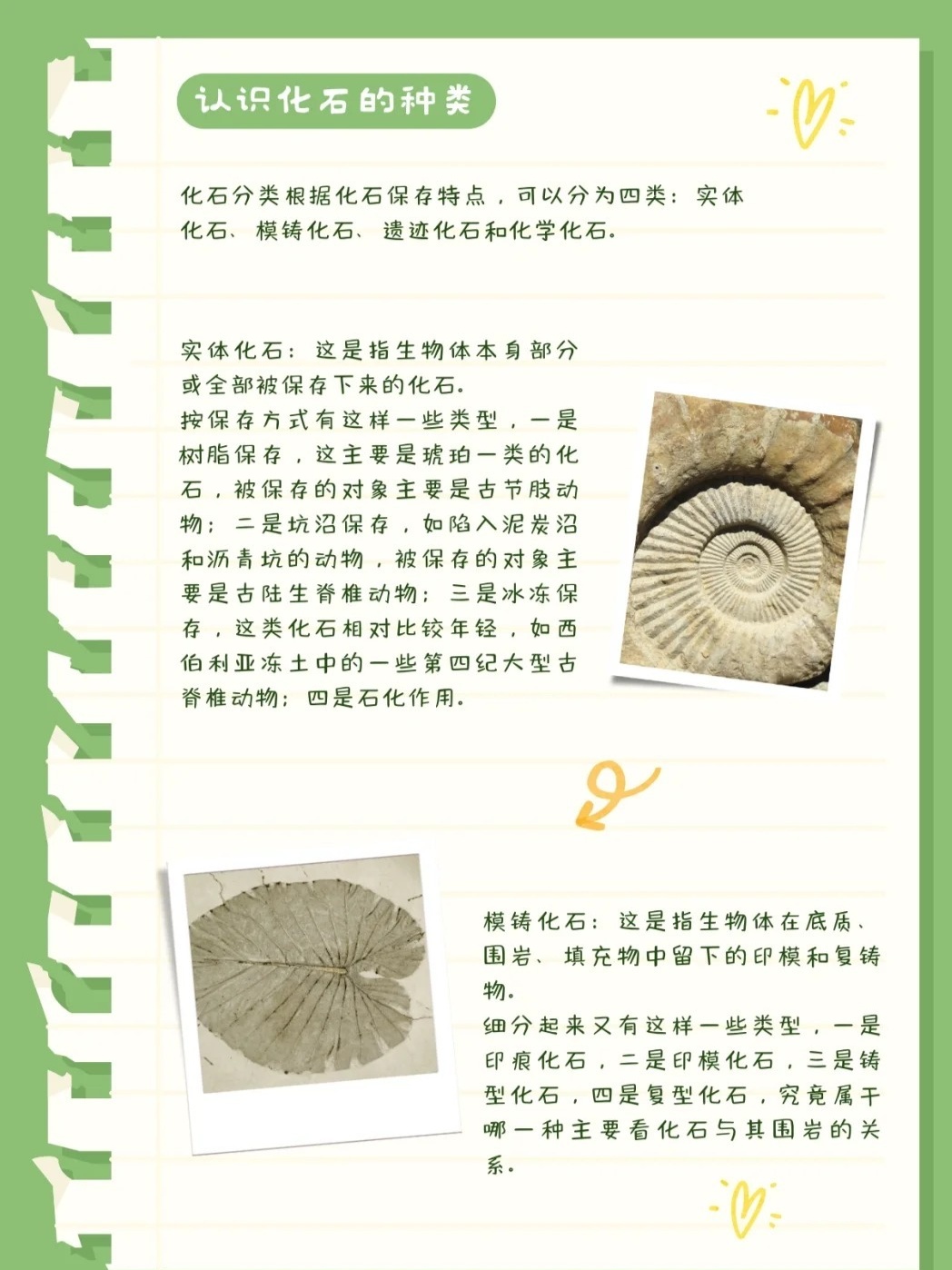 一文看懂：化石是怎么形成的全过程