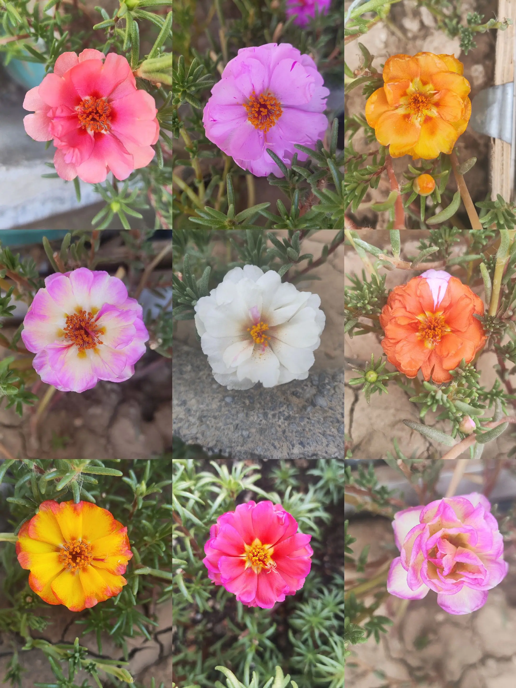 看看太阳花开花吧