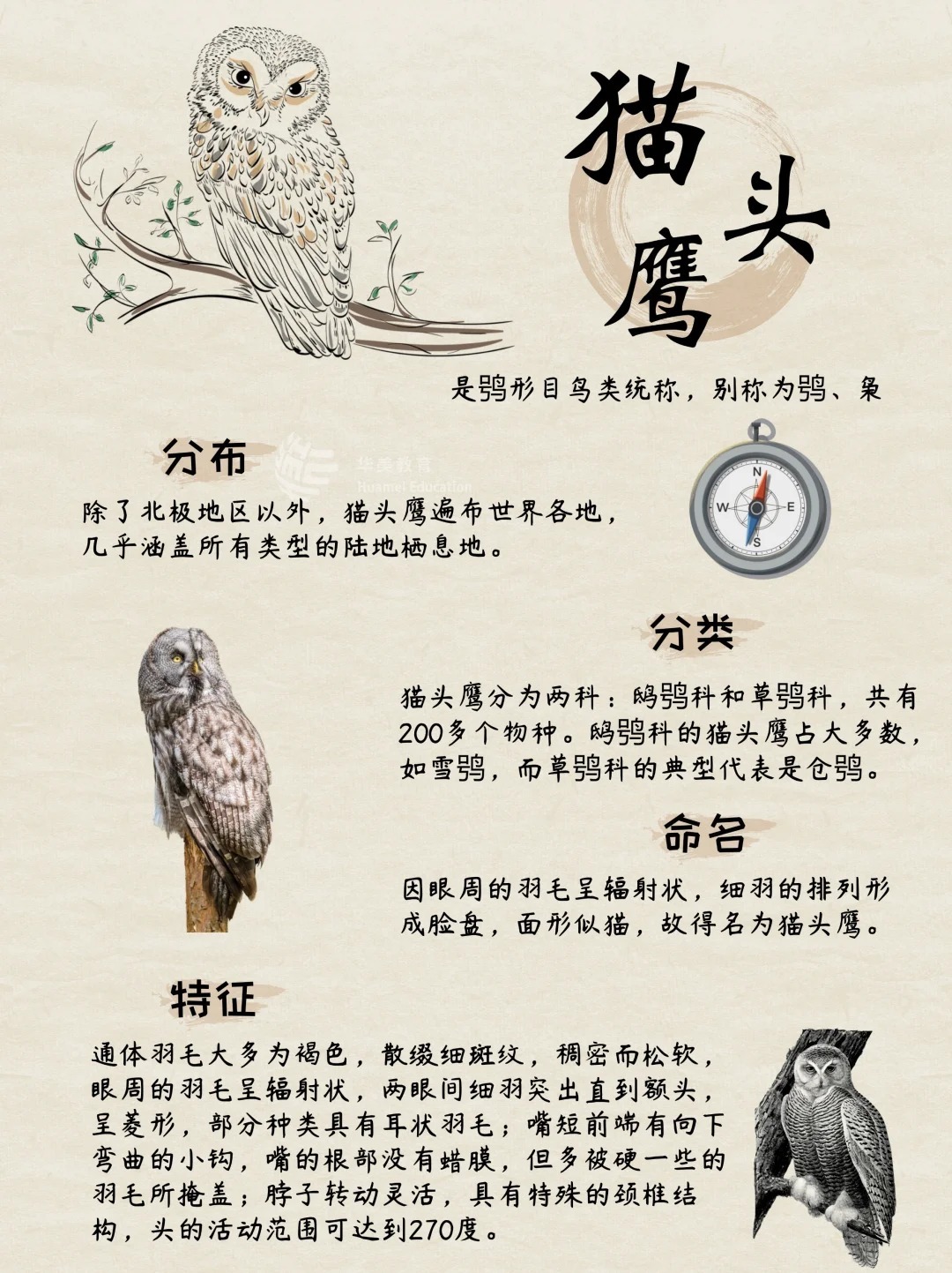 哪里有卖猫头鹰的地方吗