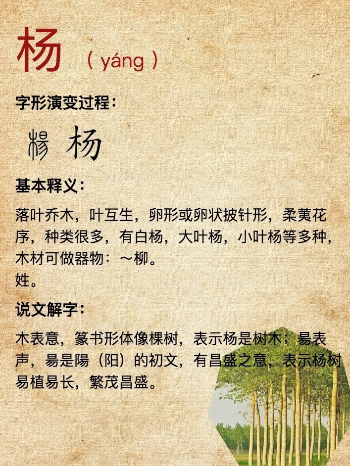 杨姓的历史与发展历程