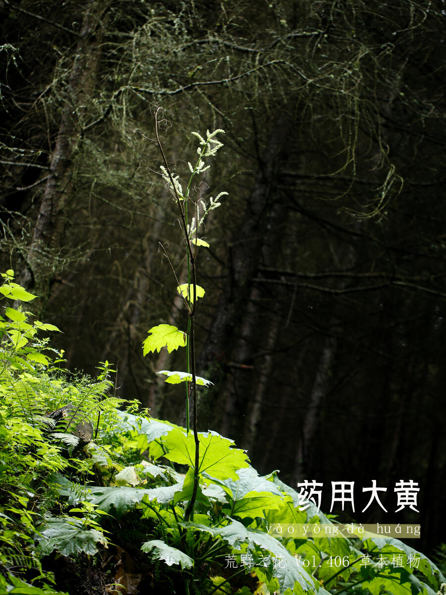 药用大黄：高大草本的神奇功效
