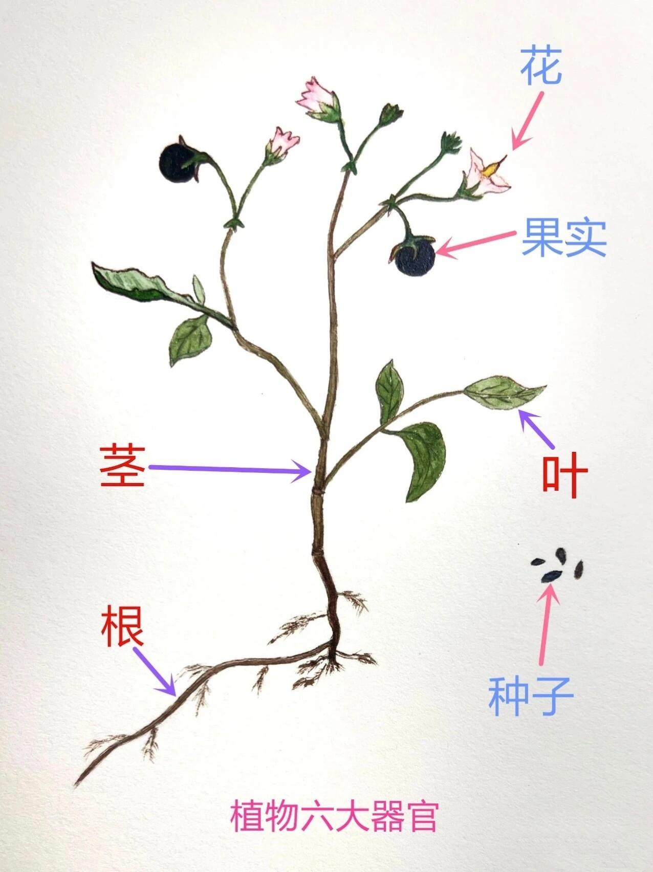 带你了解：植物茎的类型有哪些