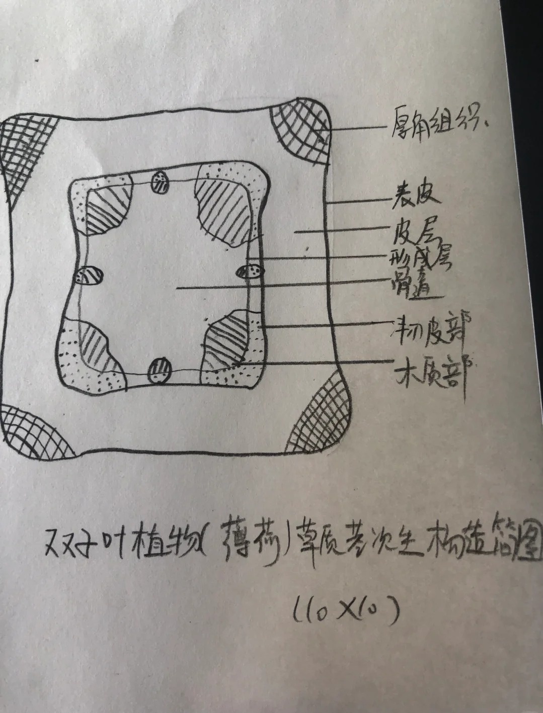 科普：双子叶植物茎的木栓形成层究竟源自哪里？