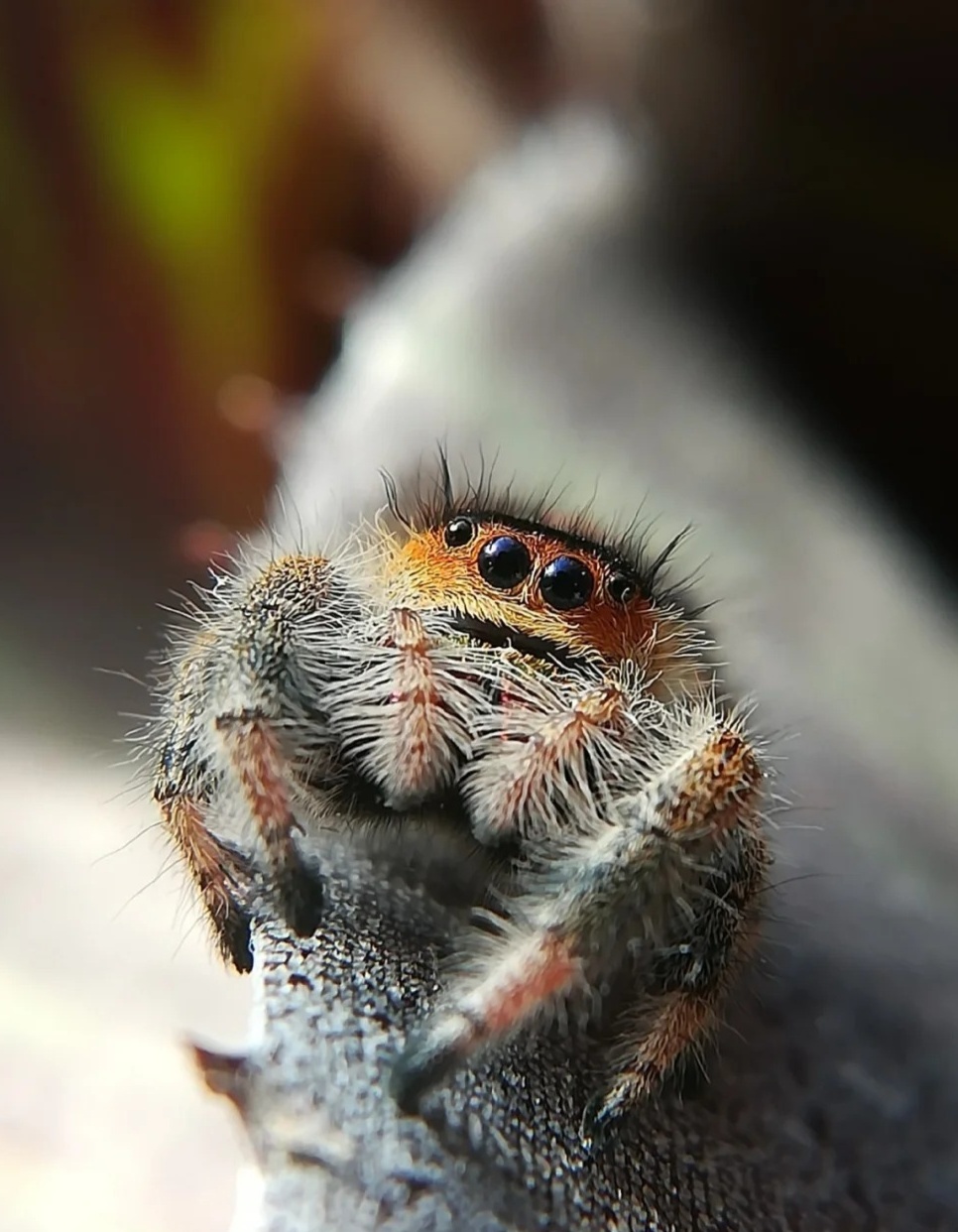 带你了解：跳蛛吃什么——跳蛛的饮食习惯解析