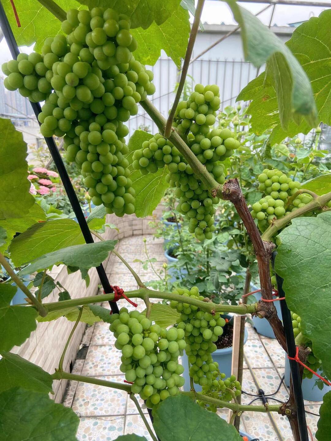 寒香蜜葡萄的盆栽种植技巧