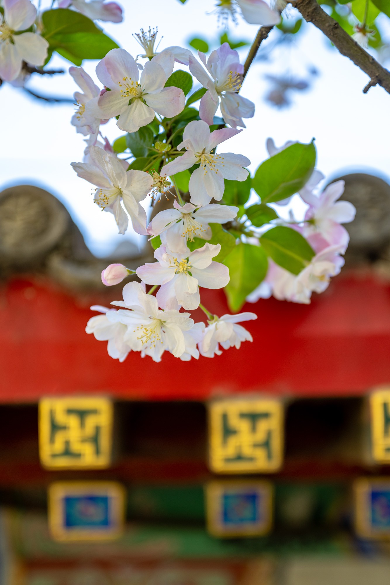 春天拍花小教程 你需要的是趁手的相机和镜头