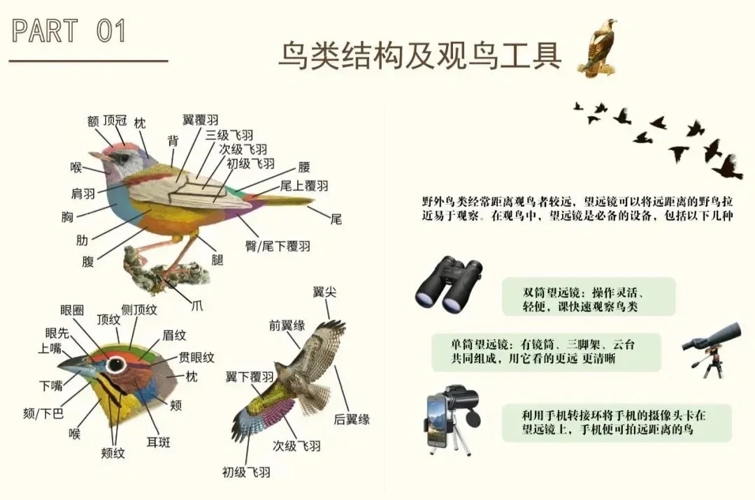 带你了解：鸟的概念与种类特点