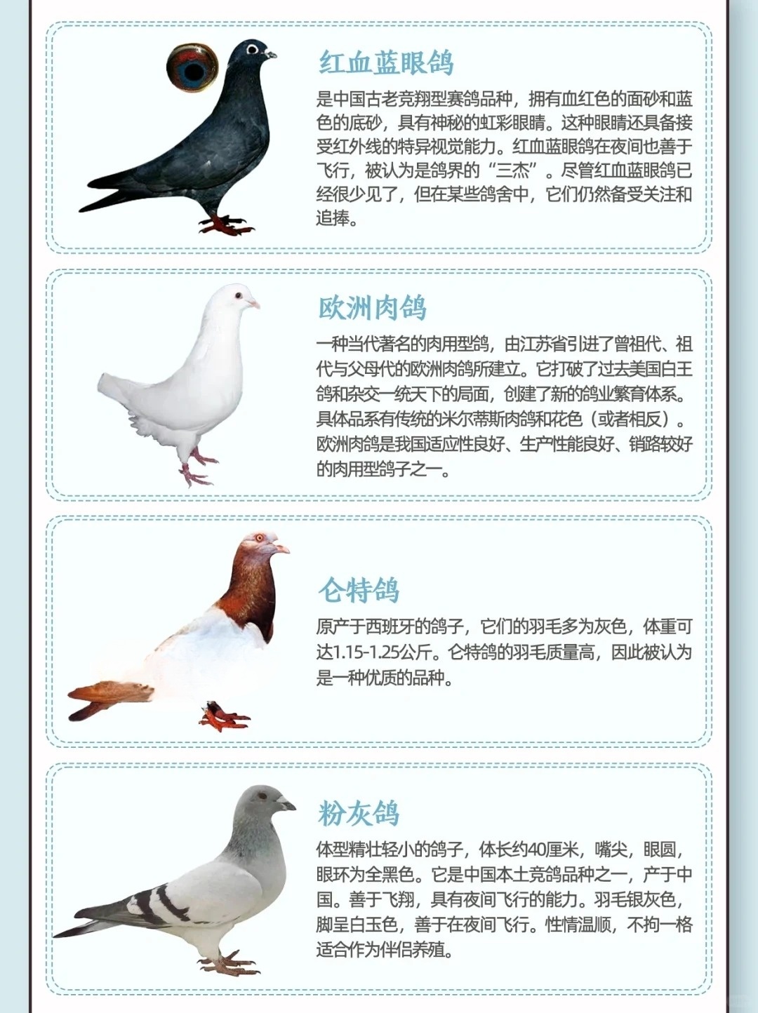 科普：鸽子是几级保护动物介绍