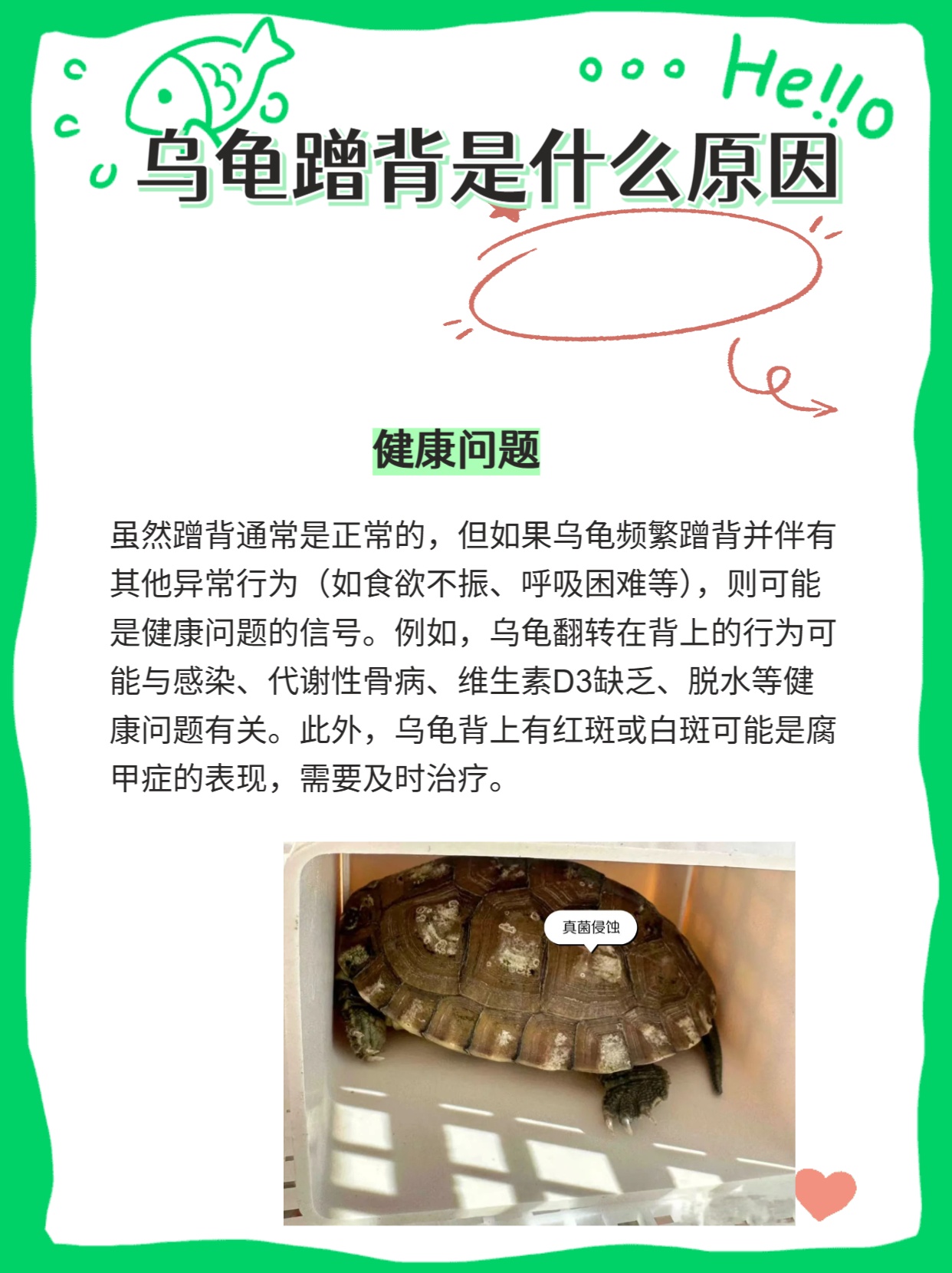 乌龟频繁蹭背，究竟为何😕