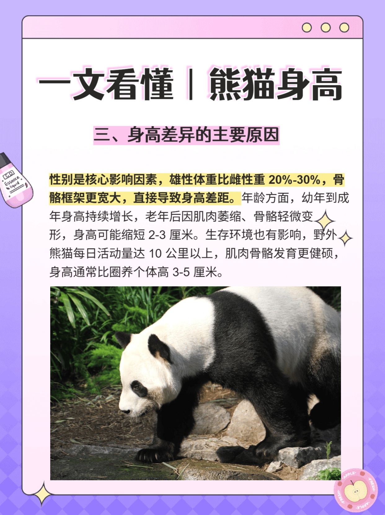 一文看懂丨熊猫身高