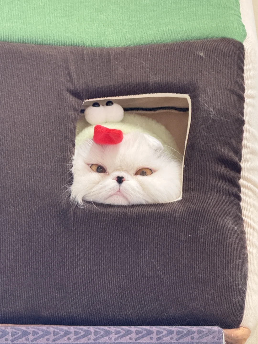 人畜无害小猫咪