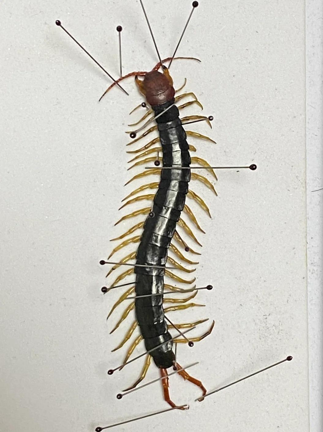 🚀 惊呆了!蜈蚣竟然藏着这么多条腿,数数看你能数到几?😱