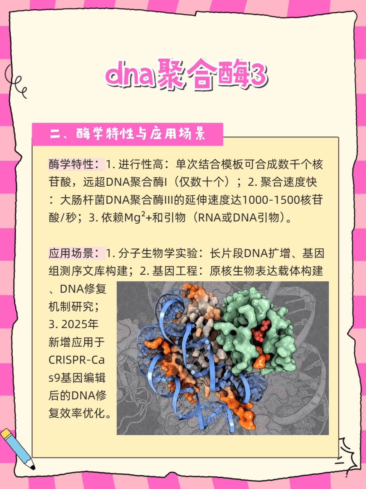 秒懂：dna聚合酶3是什么？