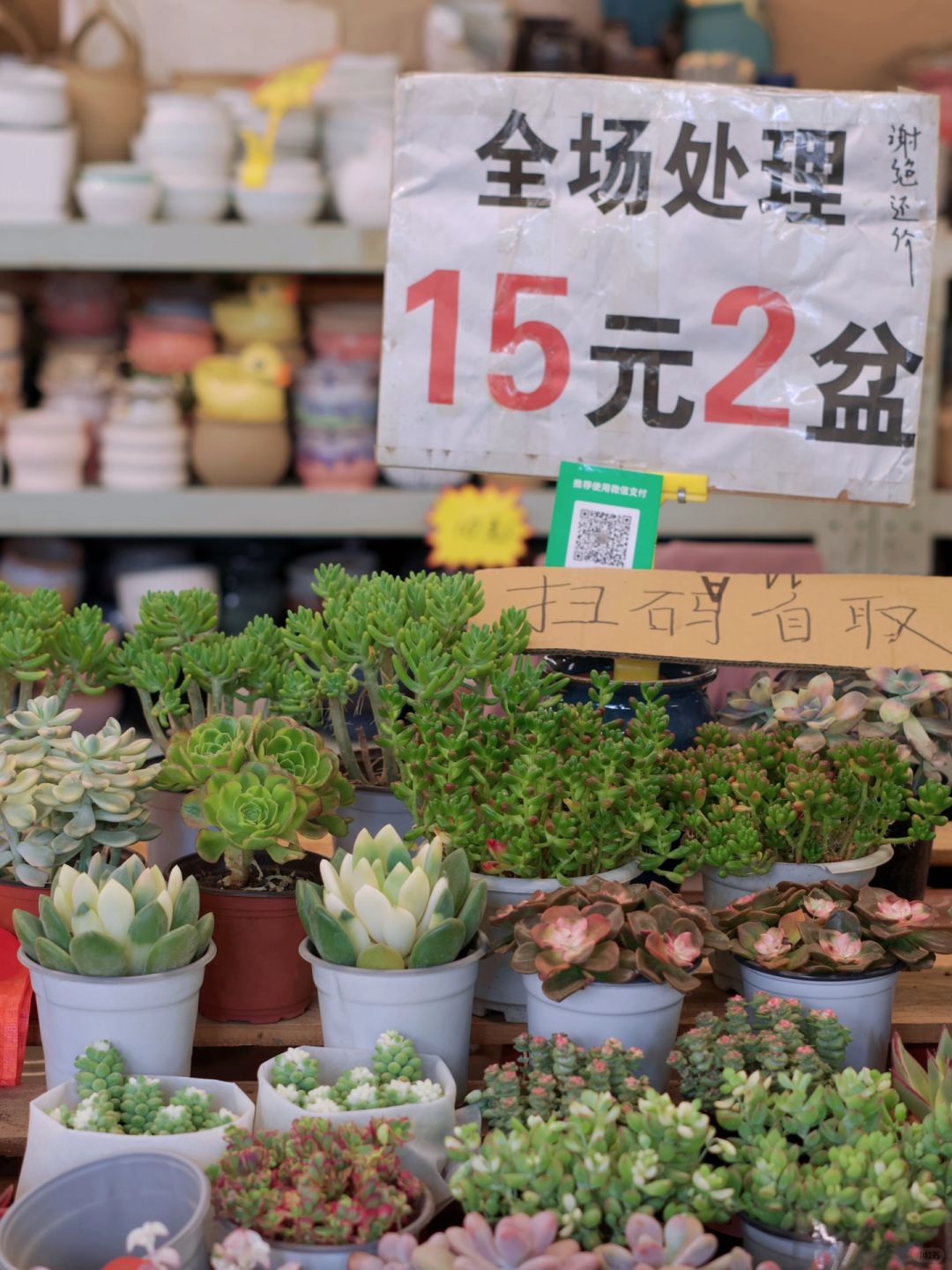 昆明斗南花卉市场，很难空手回家（附攻略）