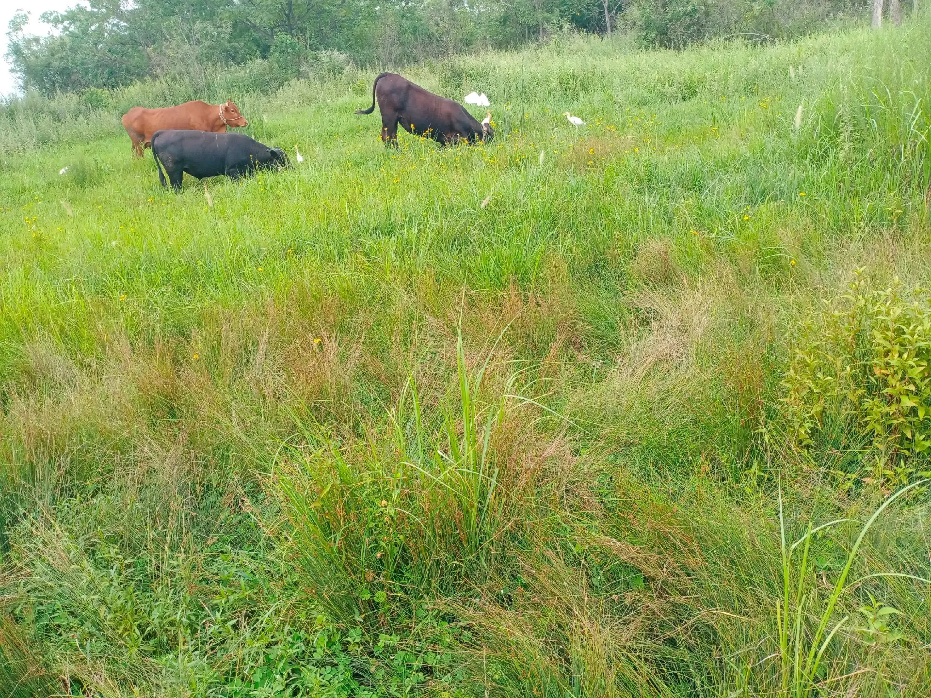 #吃草长肉的养殖