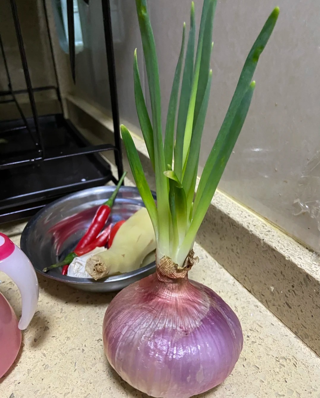 速看！洋葱发芽还可以吃吗？