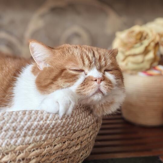 🥱眯会儿～