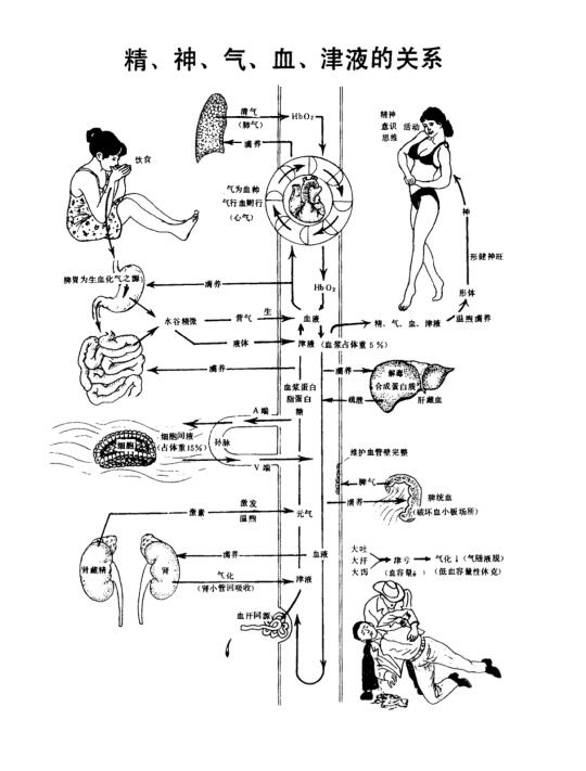 精神气血津液