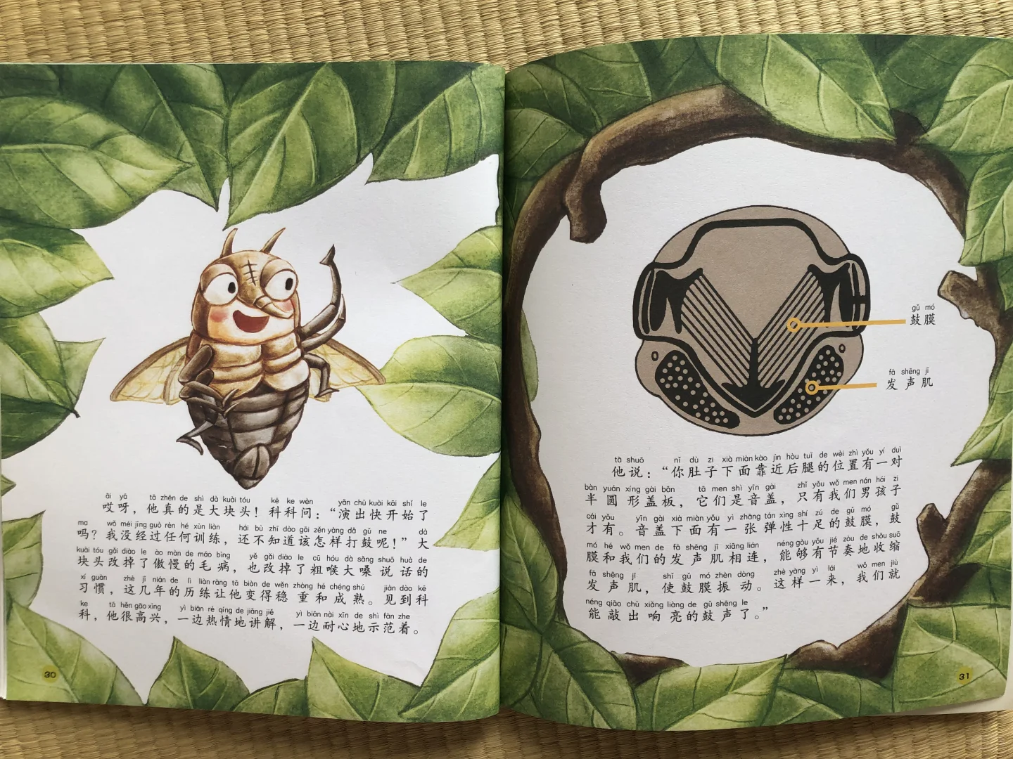 法布尔昆虫记｜天才鼓手——蝉