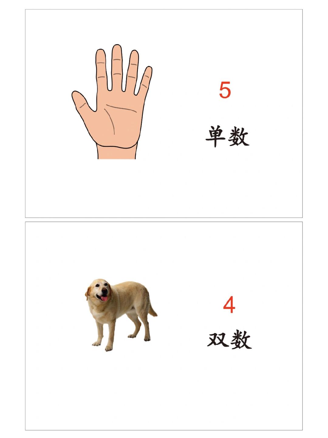 大班数学单双数教学全攻略