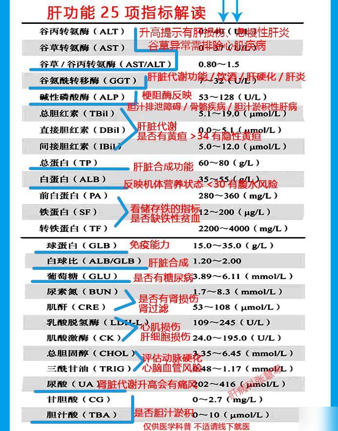 肝功能指标全解析