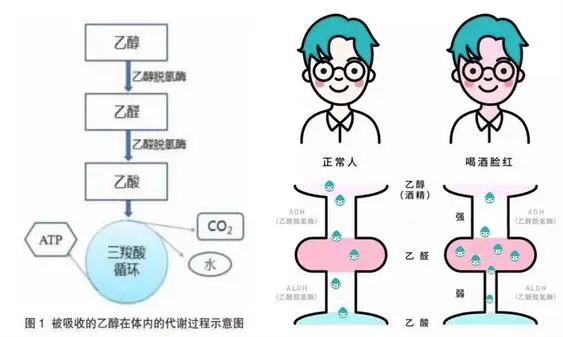 你喝了一口酒，酒精进入人体后，第一步就是经过乙醇脱氢酶代谢转化为乙