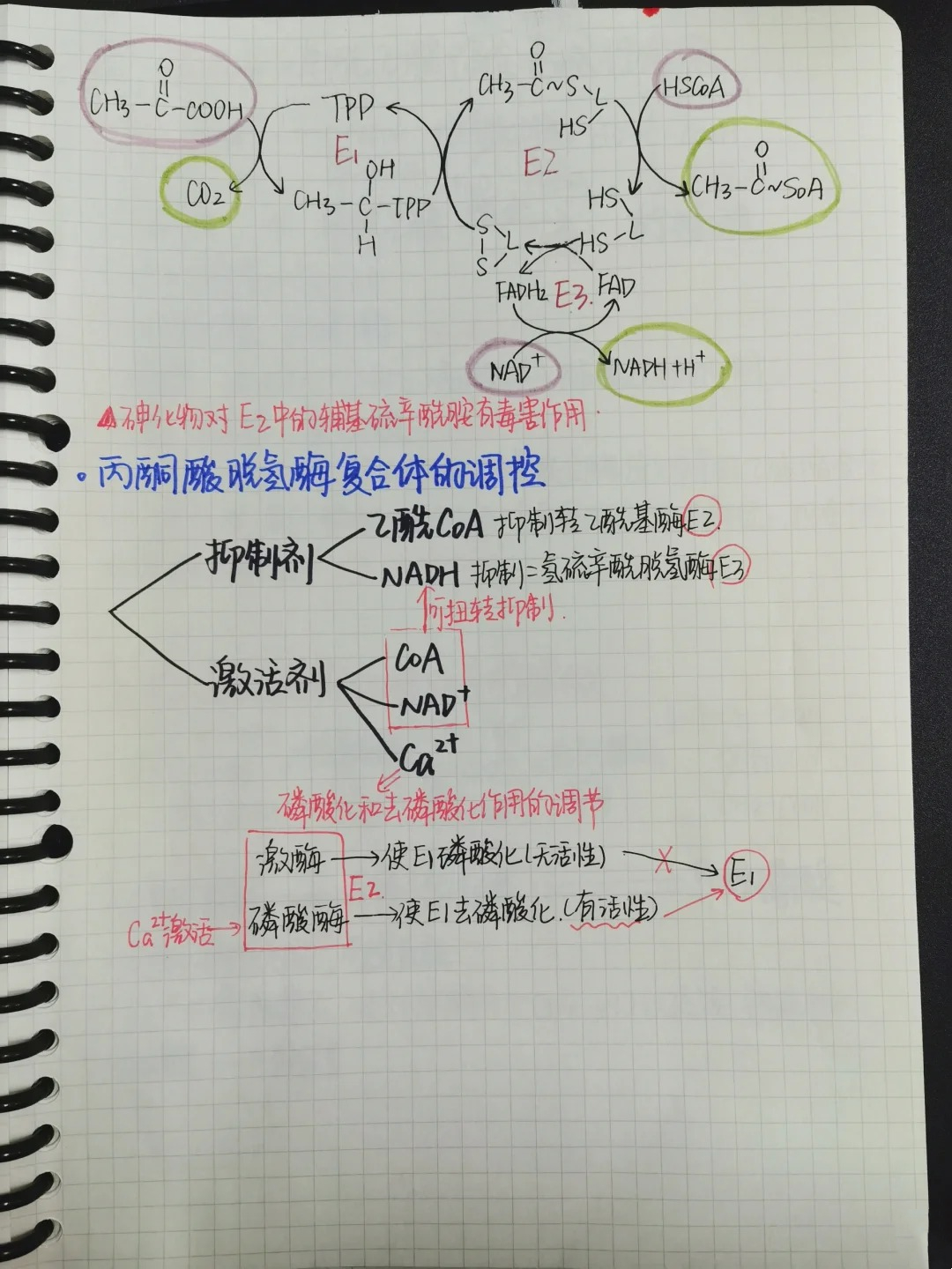 柠檬酸丙酮酸循环合成