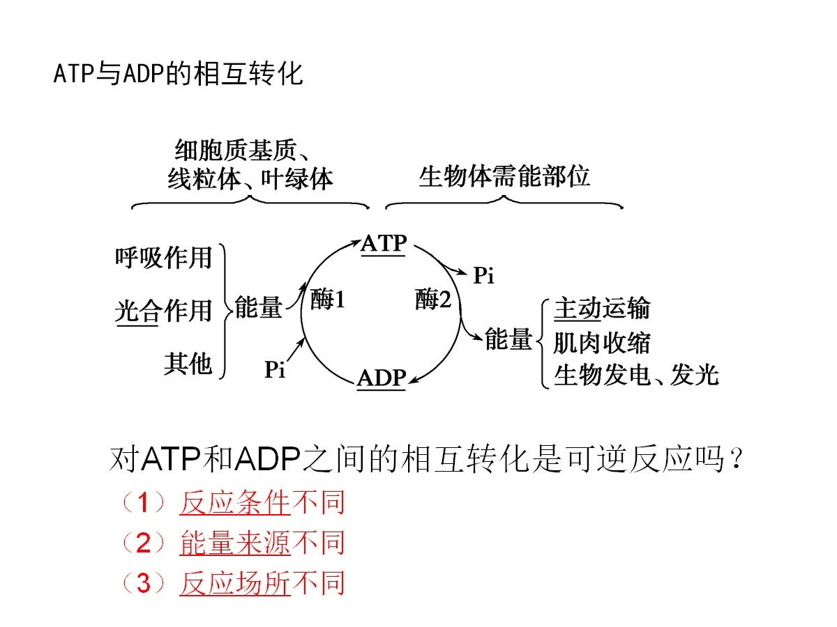 你了解atp是什么吗？一篇文章告诉你！