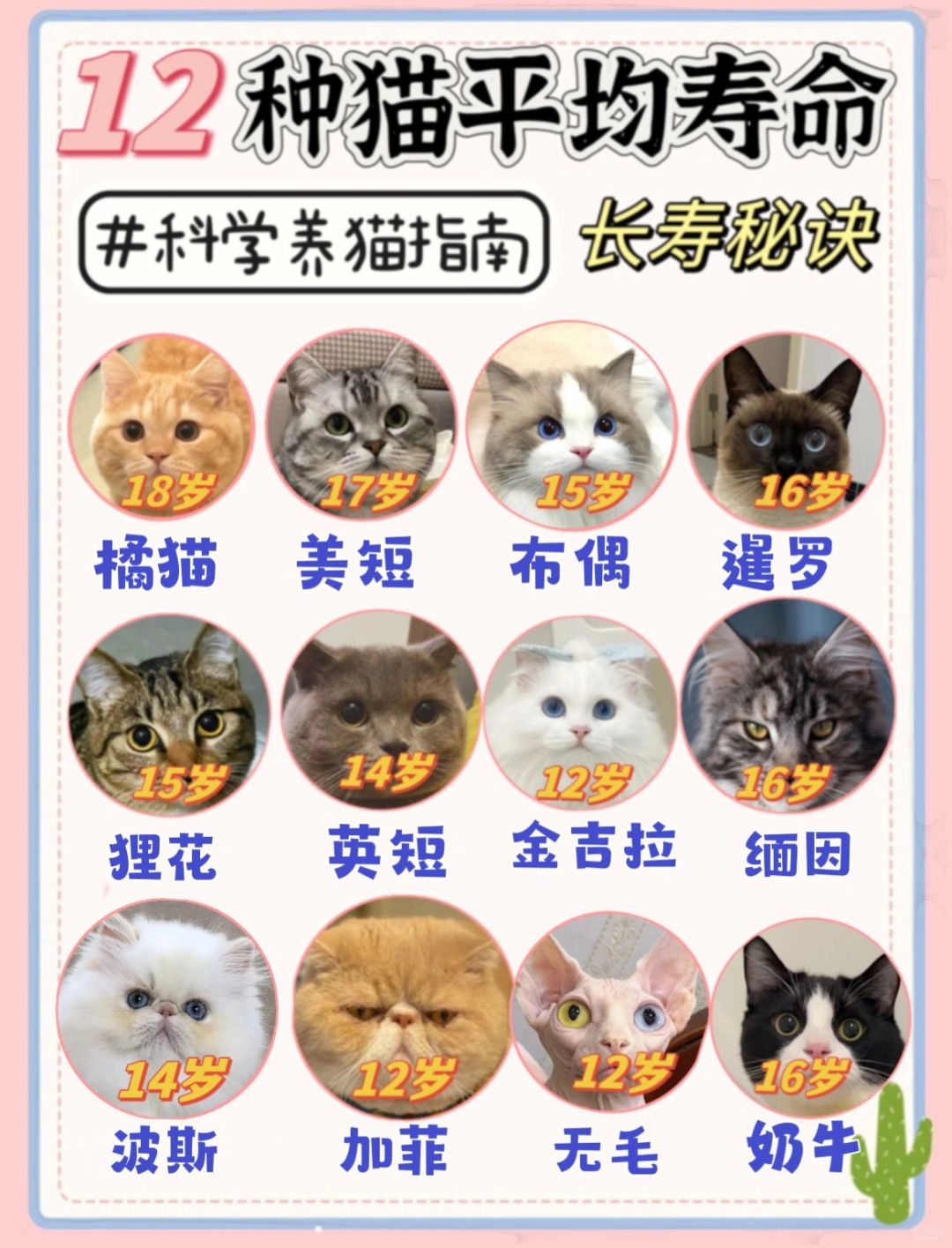 养猫必看！12种猫咪的平均寿命！！