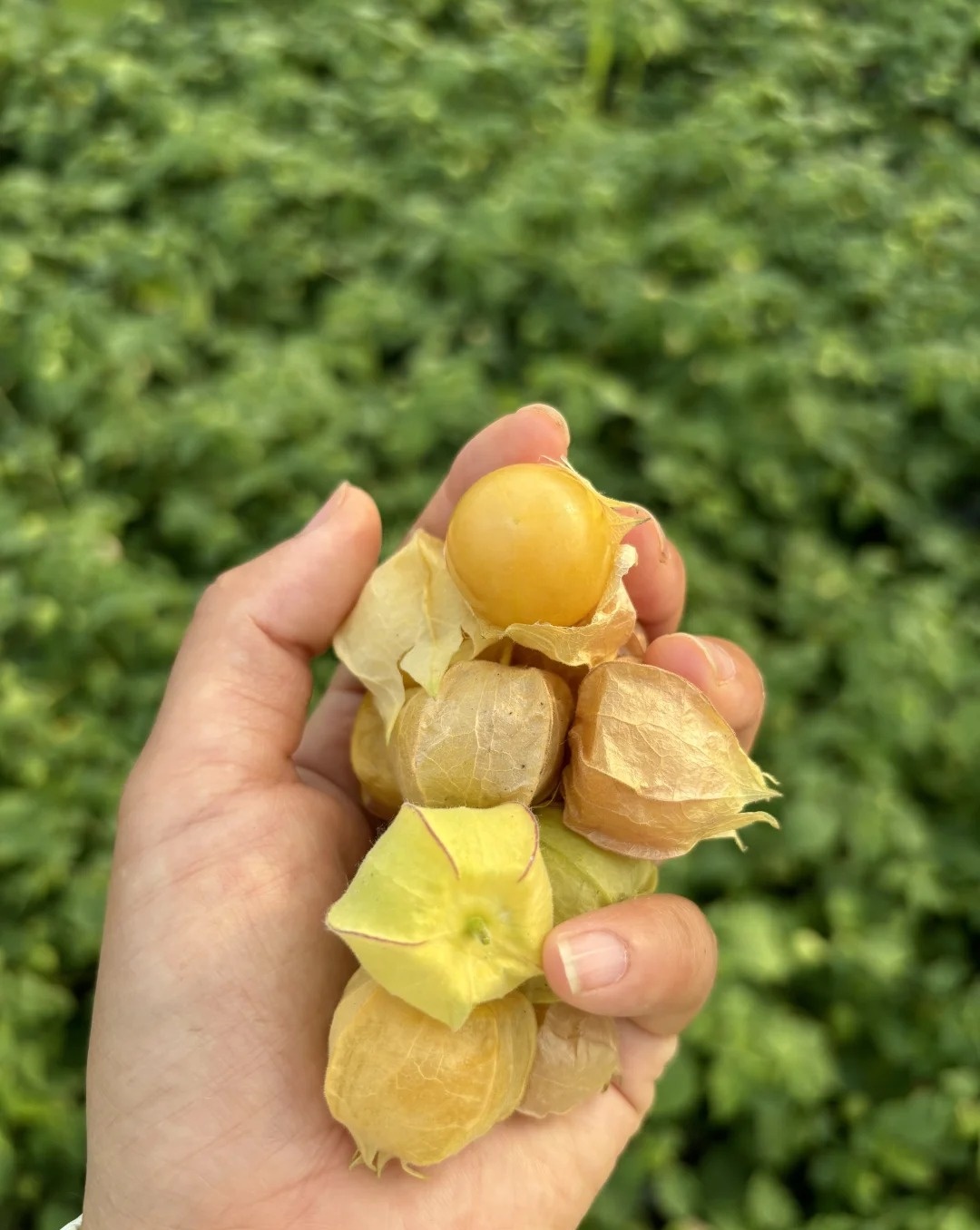 菇茑果是什么