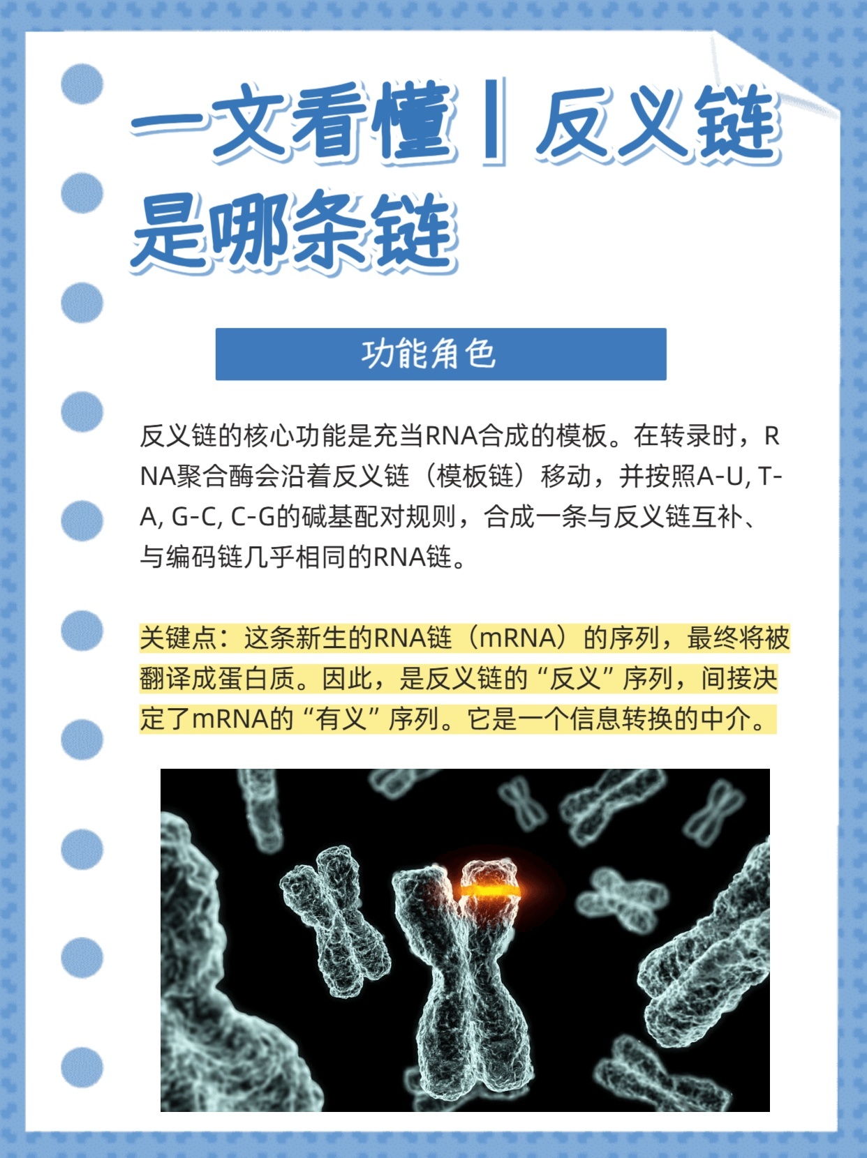 一文看懂丨反义链是哪条链