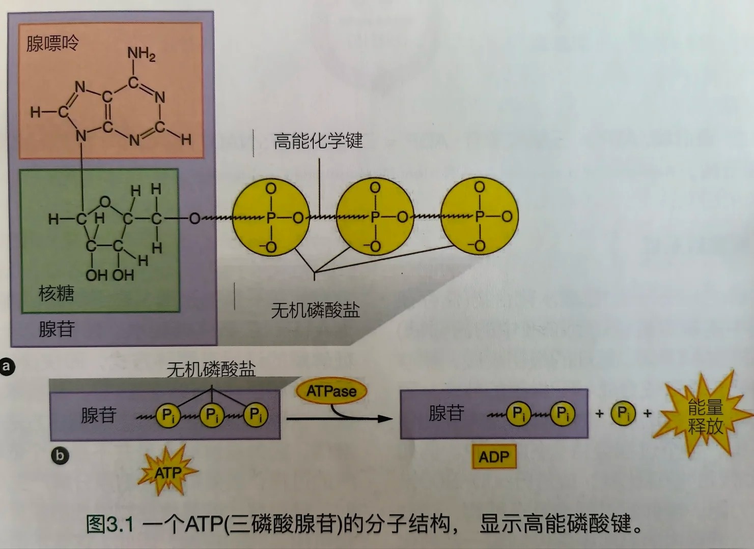atp全称介绍