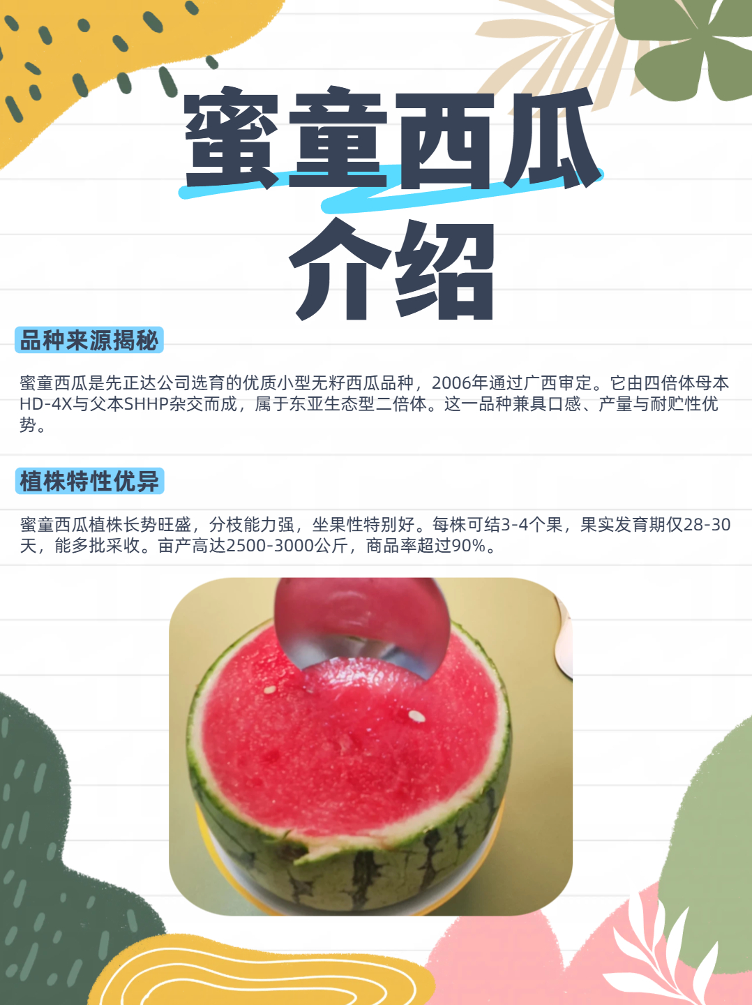 蜜童西瓜介绍