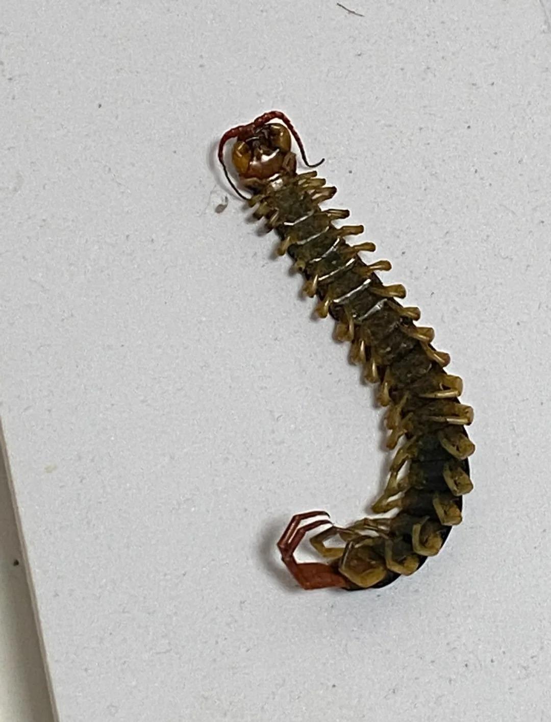 🚀 惊呆了!蜈蚣竟然藏着这么多条腿,数数看你能数到几?😱