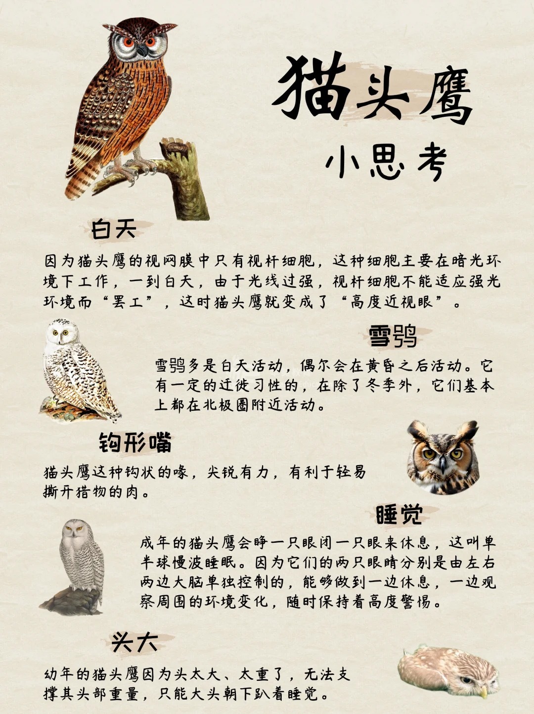 哪里有猫头鹰卖,买一只养