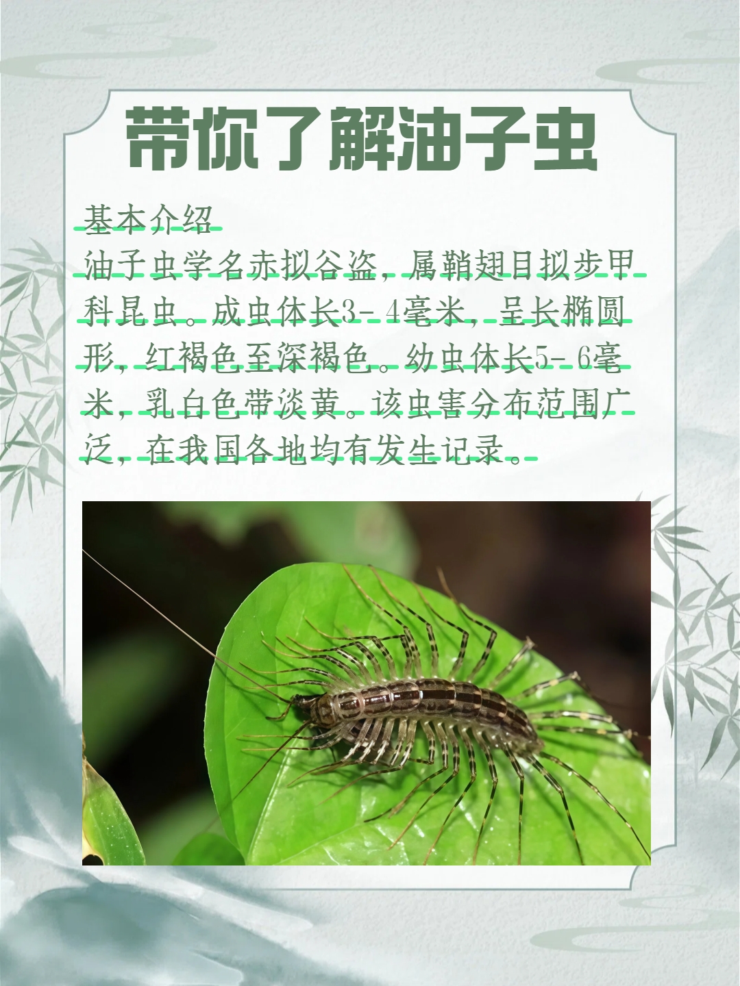 带你了解油子虫