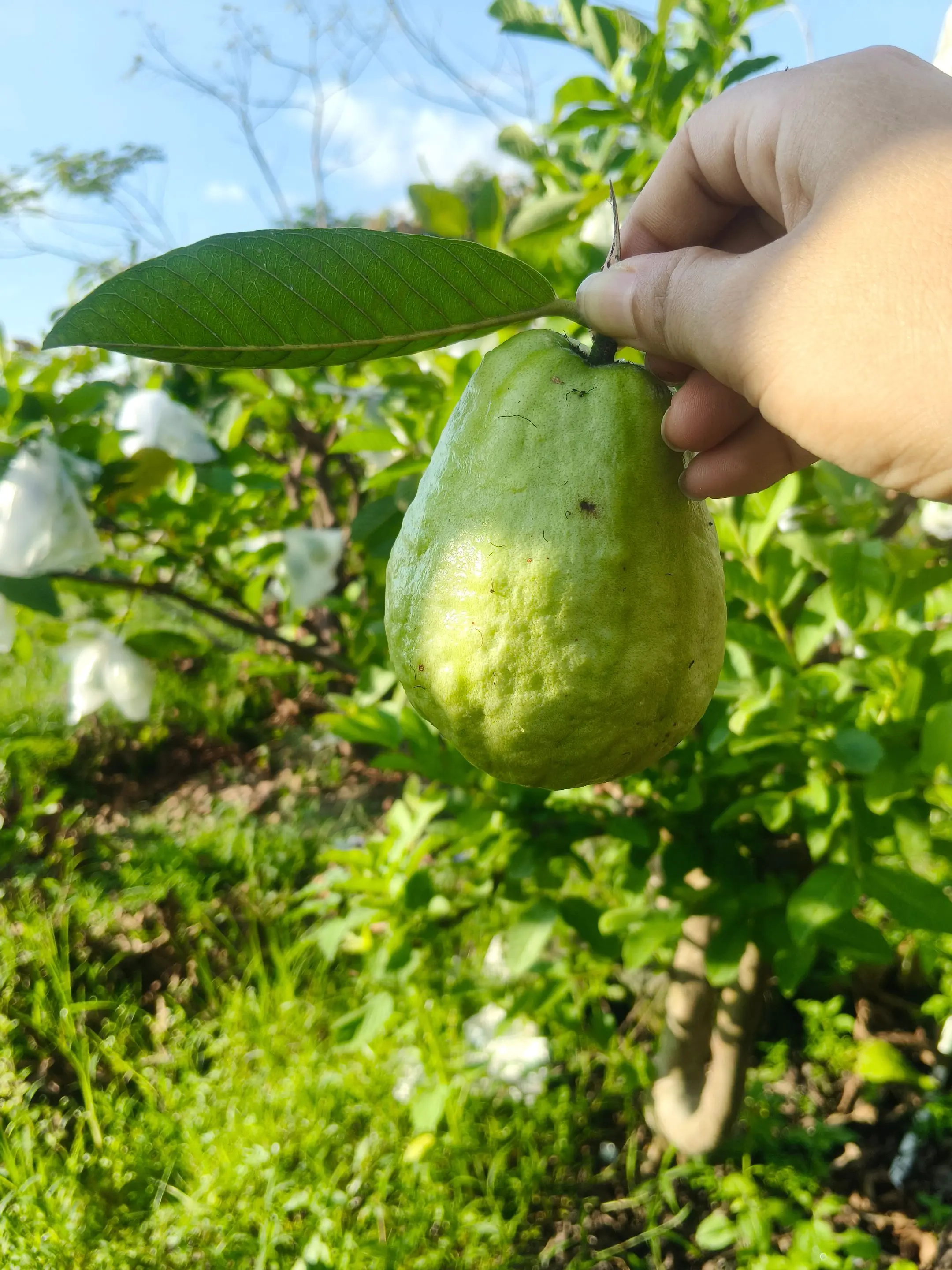 “树上垂下玲珑果，恰似‘水晶帘动微风起’的诗意画面。采摘正当时，果香四溢～
