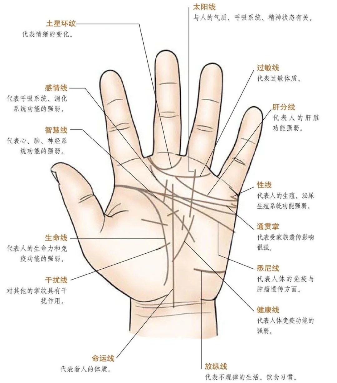 带你了解：掌横纹详解